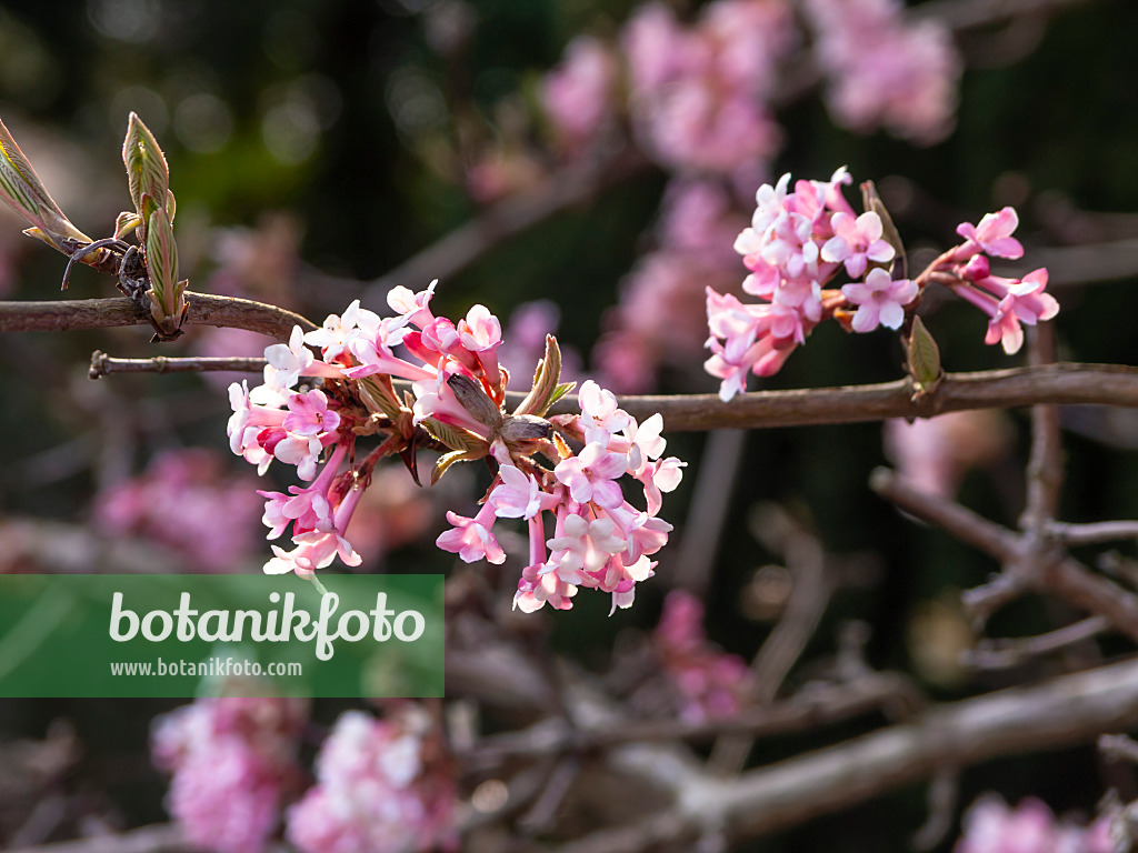 436100 - Winterschneeball (Viburnum x bodnantense 'Dawn')