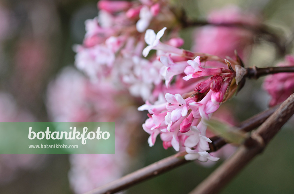 494079 - Winterschneeball (Viburnum x bodnantense 'Dawn')