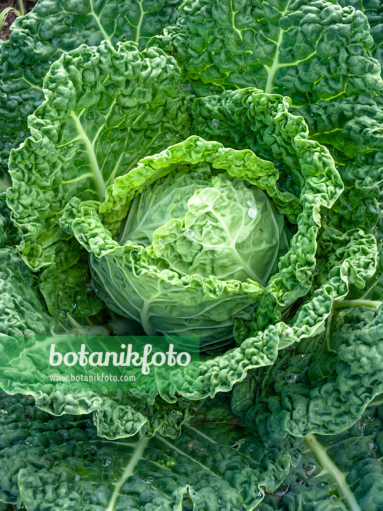 439198 - Wirsingkohl (Brassica oleracea var. sabauda)