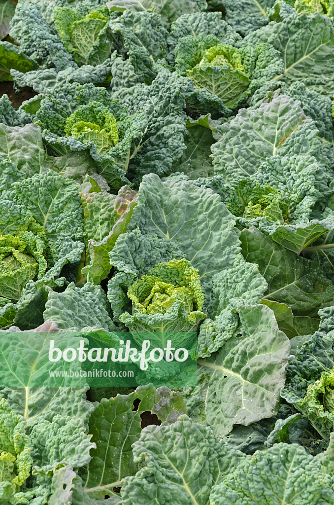 497078 - Wirsingkohl (Brassica oleracea var. sabauda 'Famosa')