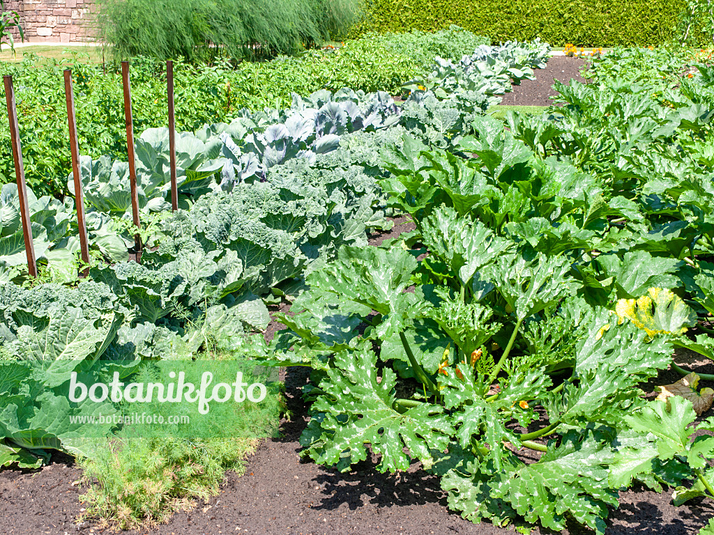 486244 - Wirsingkohl (Brassica oleracea var. sabauda), Möhre (Daucus carota subsp. sativus) und Zucchini (Cucurbita pepo convar. giromontiina)