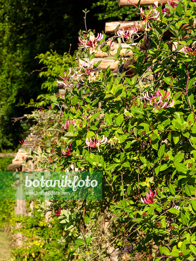 461131 - Wohlriechendes Geißblatt (Lonicera caprifolium)