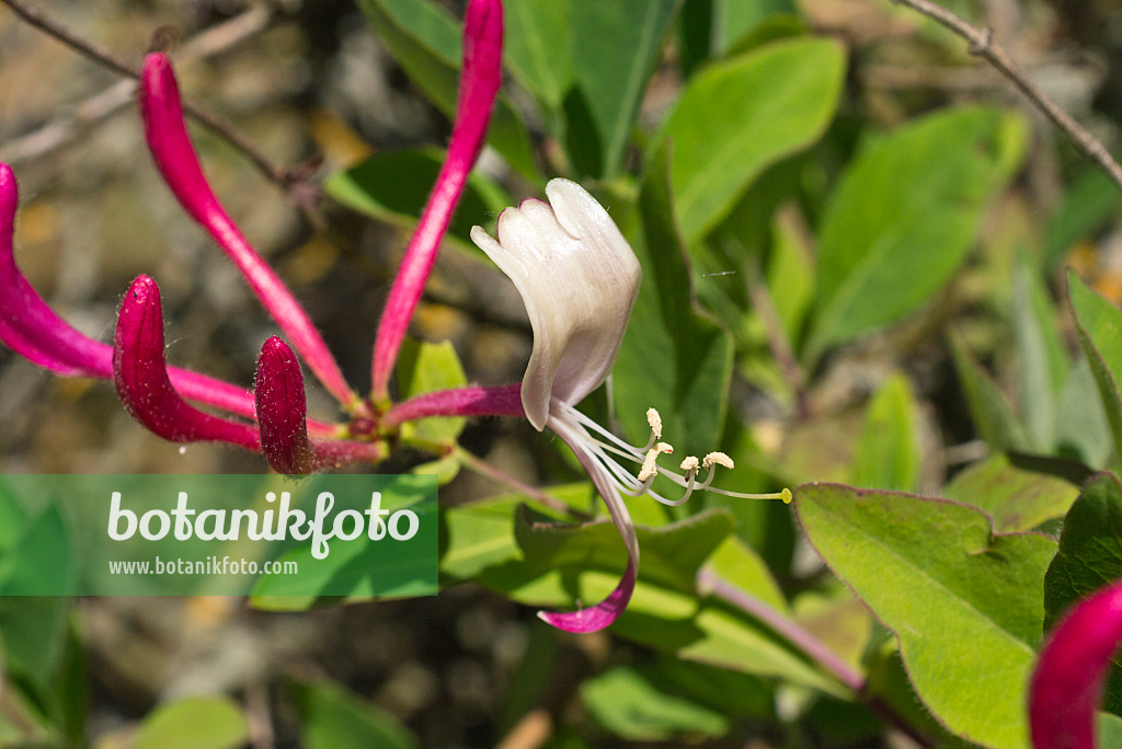 558300 - Wohlriechendes Geißblatt (Lonicera caprifolium)