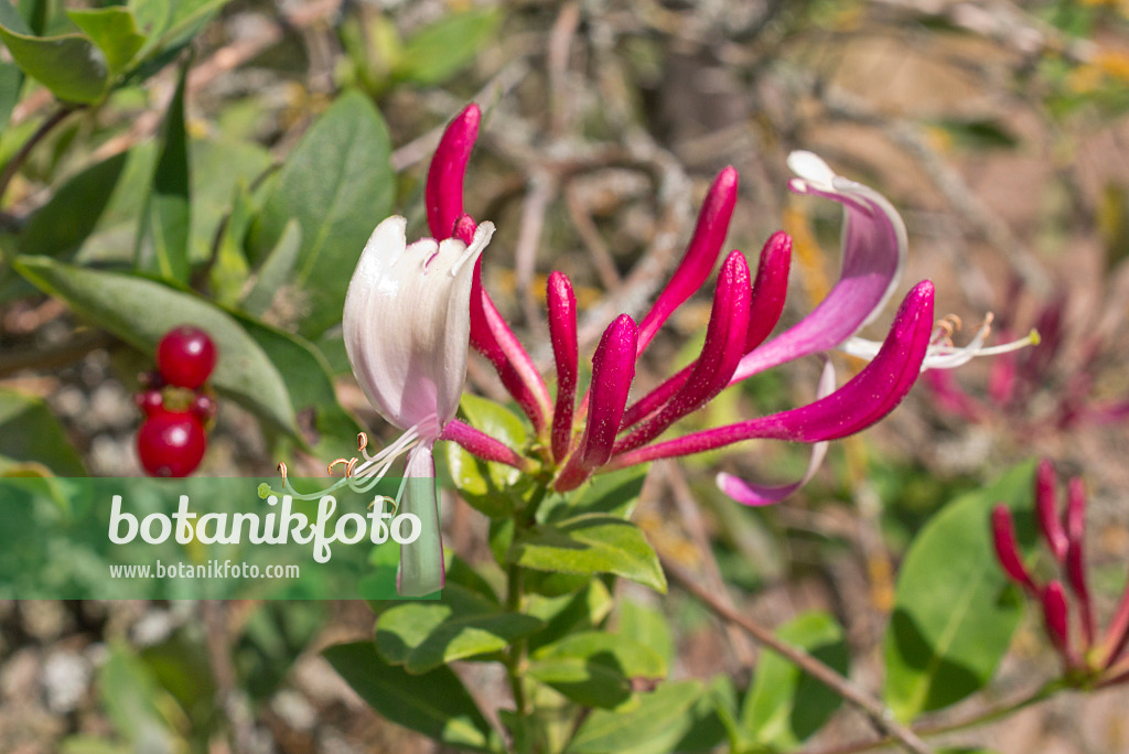 573054 - Wohlriechendes Geißblatt (Lonicera caprifolium)