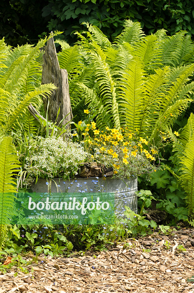 496398 - Wolfsmilch (Euphorbia hypericifolia 'Diamond Frost') und Zweizahn (Bidens) in einer Blechwanne