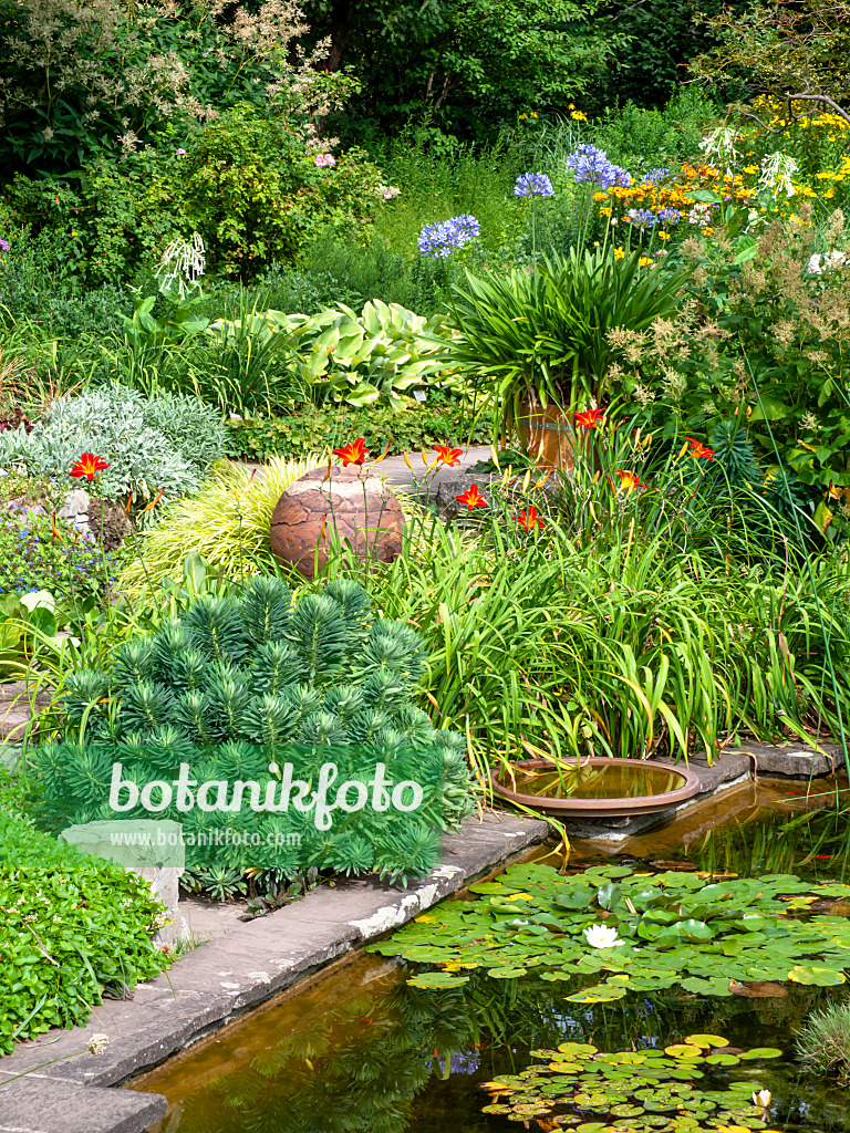 463020 - Wolfsmilch (Euphorbia), Taglilien (Hemerocallis) und Blaulilie (Agapanthus)