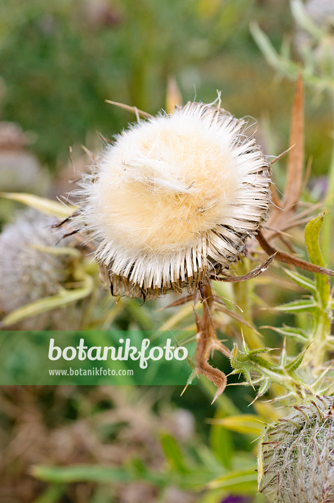 475011 - Wollköpfige Kratzdistel (Cirsium eriophorum)