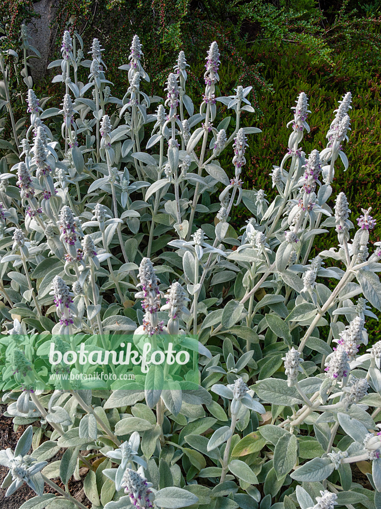 414055 - Wollziest (Stachys byzantina)