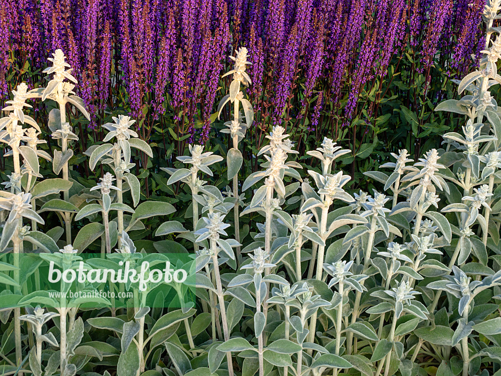 438252 - Wollziest (Stachys byzantina) und Steppensalbei (Salvia nemorosa)