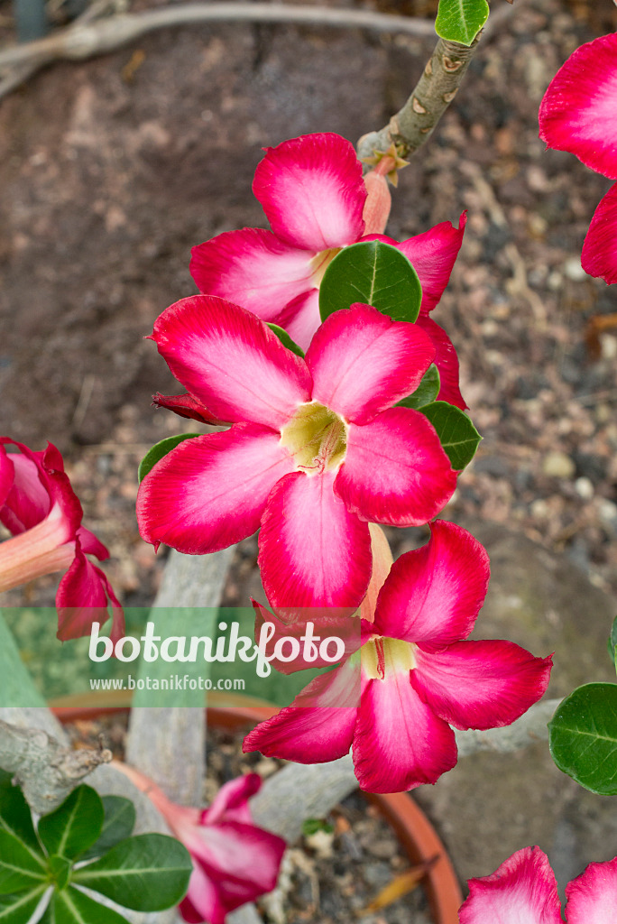 608103 - Wüstenrose (Adenium obesum)