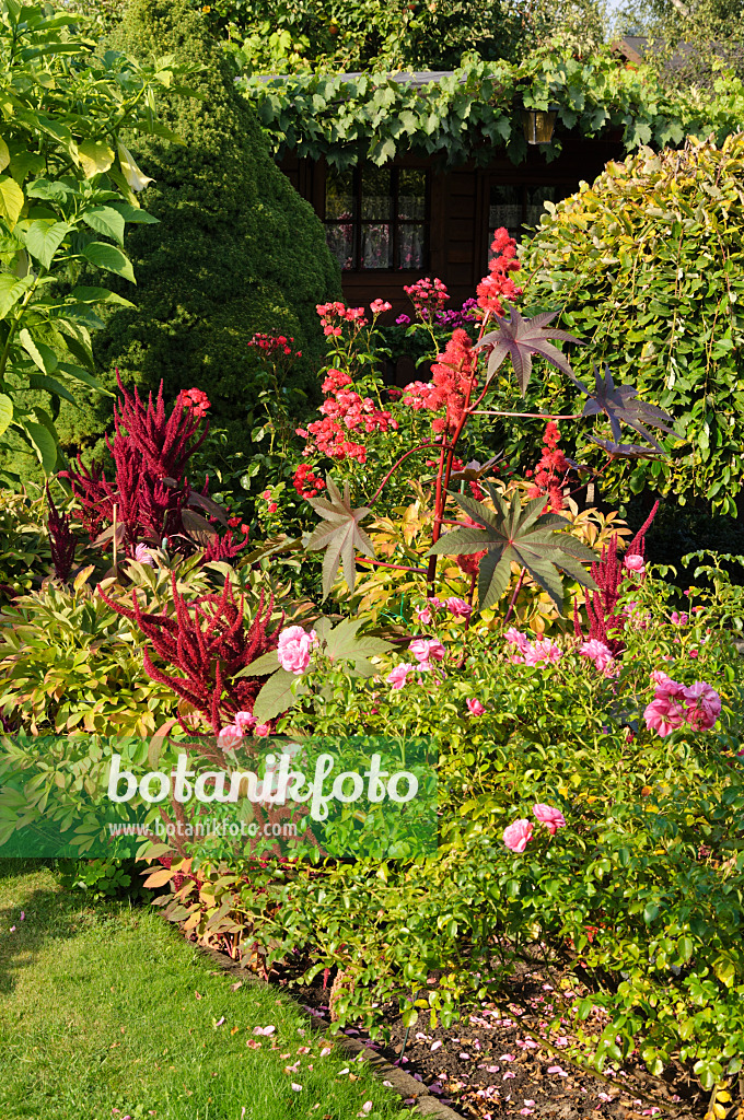 476092 - Wunderbaum (Ricinus communis), Gartenfuchsschwanz (Amaranthus caudatus) und Rose (Rosa)