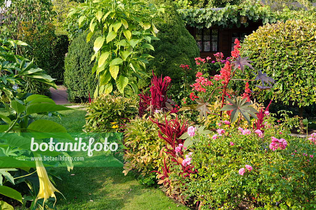 476093 - Wunderbaum (Ricinus communis), Gartenfuchsschwanz (Amaranthus caudatus) und Rose (Rosa)