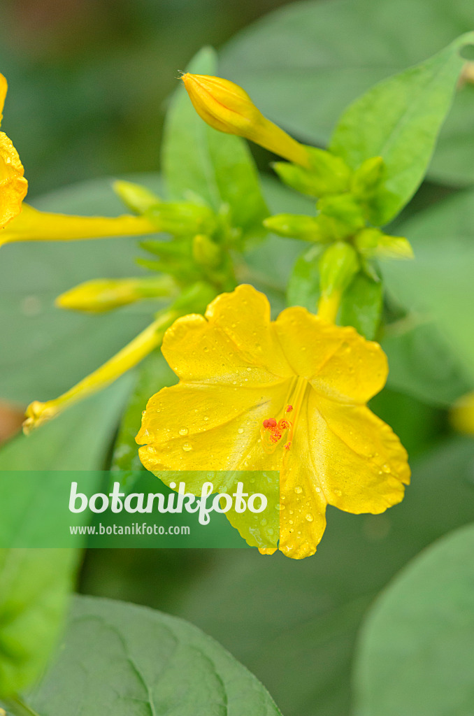 536158 - Wunderblume (Mirabilis jalapa)