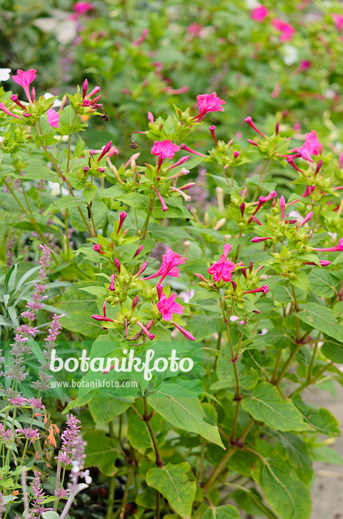 572068 - Wunderblume (Mirabilis jalapa)