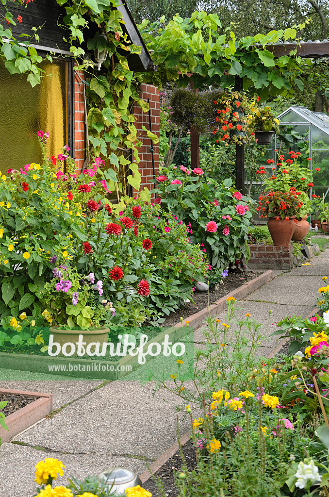 523059 - Wunderblumen (Mirabilis jalapa) und Dahlien (Dahlia) in einem Kleingarten