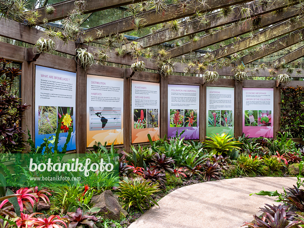 454149 - Yuen-Peng McNeice Bromeliad Collection, Nationaler Orchideengarten, Singapur