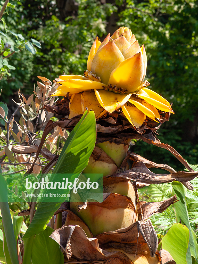 437259 - Yunnan-Zwergbanane (Musella lasiocarpa)