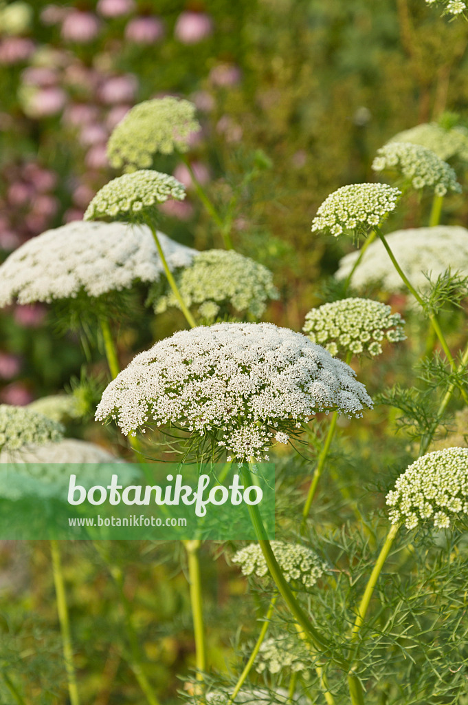 511209 - Zahnstocher-Knorpelmöhre (Ammi visnaga)