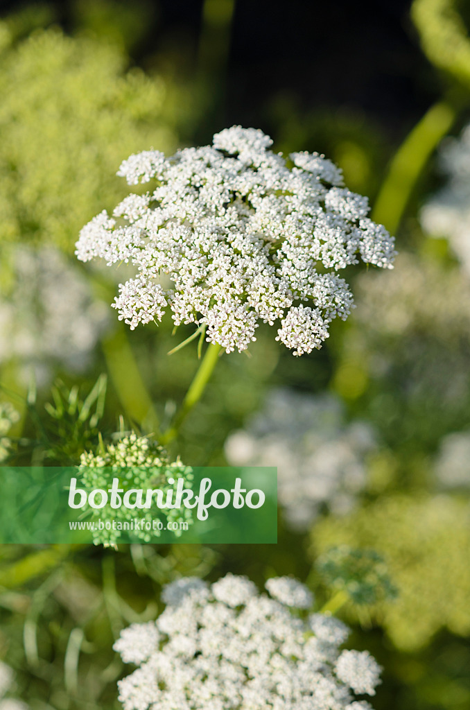 524129 - Zahnstocher-Knorpelmöhre (Ammi visnaga)