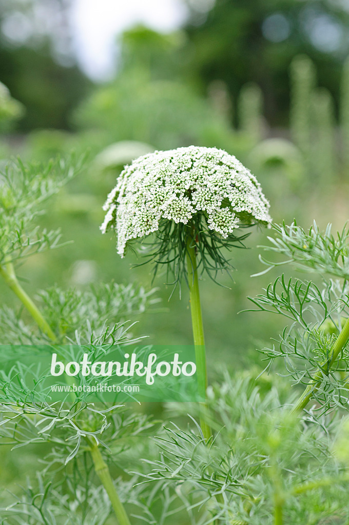 486141 - Zahnstocher-Knorpelmöhre (Ammi visnaga 'Blütenball')