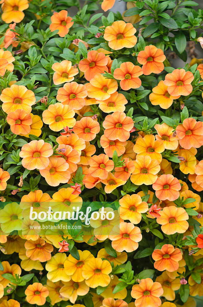 572074 - Zauberglöckchen (Calibrachoa Aloha Kona Mango)