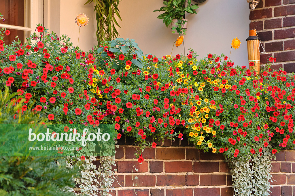 476279 - Zauberglöckchen (Calibrachoa) auf einem Balkon