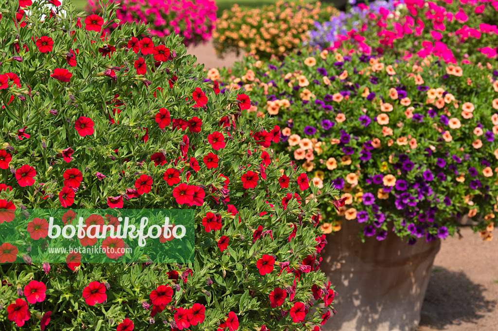 511078 - Zauberglöckchen (Calibrachoa) in Blumenkübeln