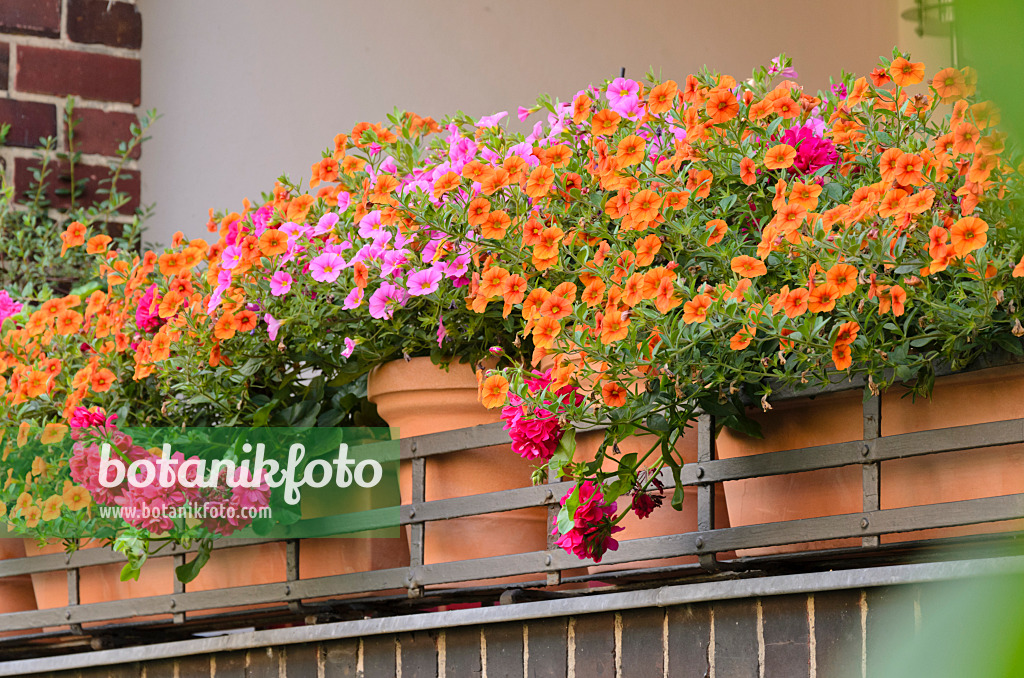 534085 - Zauberglöckchen (Calibrachoa) in Blumentöpfen