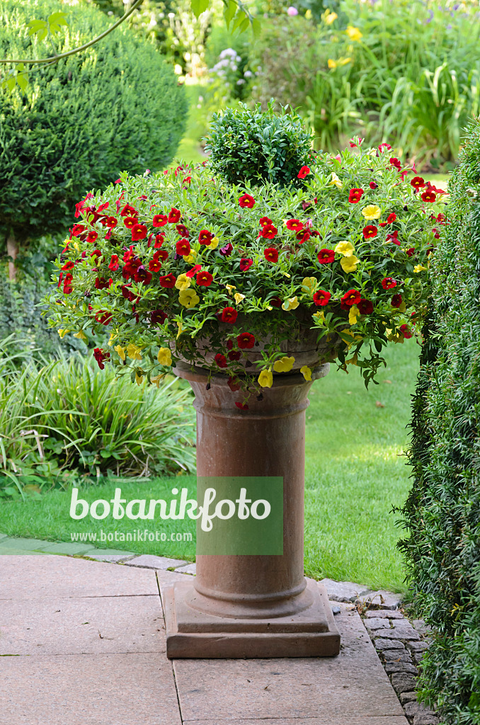 570095 - Zauberglöckchen (Calibrachoa) in einem Blumenkübel