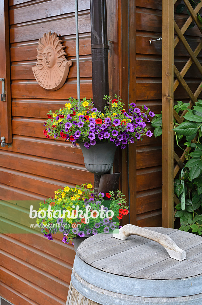 534072 - Zauberglöckchen (Calibrachoa) mit Regentonne