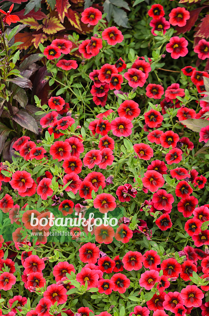 547026 - Zauberglöckchen (Calibrachoa Superbells Pomegranate Punch)