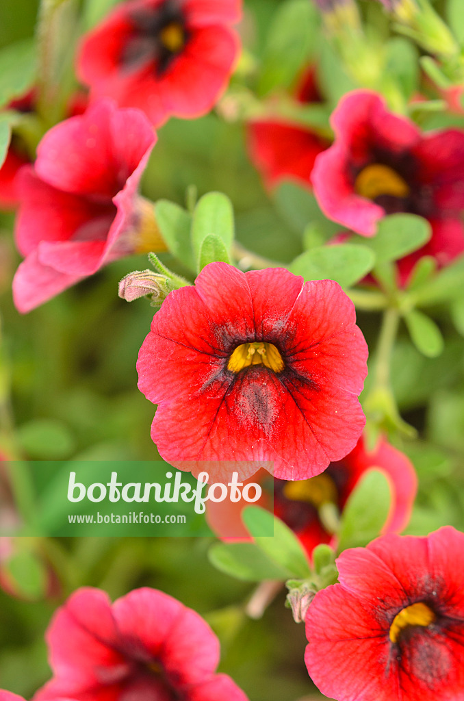 547027 - Zauberglöckchen (Calibrachoa Superbells Pomegranate Punch)