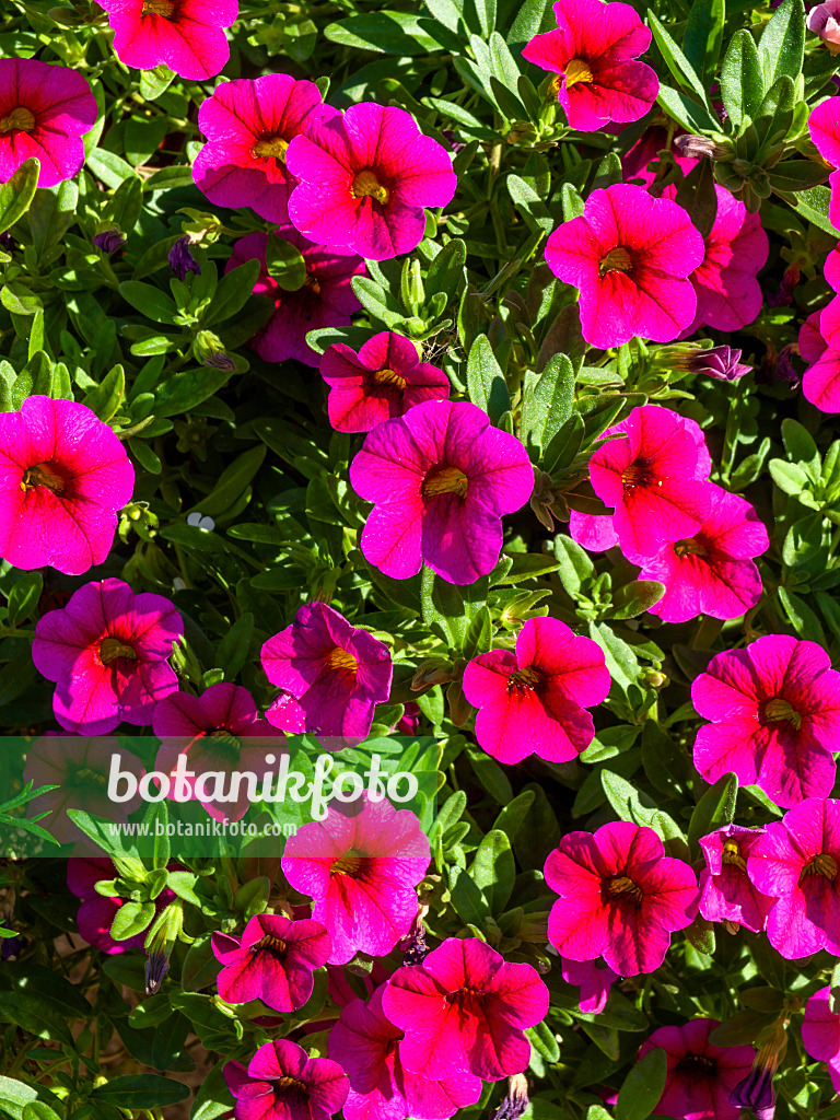 440245 - Zauberglöckchen (Calibrachoa Superbells Magenta)