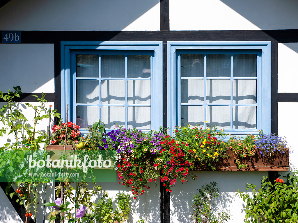 476003 - Zauberglöckchen (Calibrachoa), Zweizahn (Bidens) und Lobelie (Lobelia) vor einem blauen Fenster