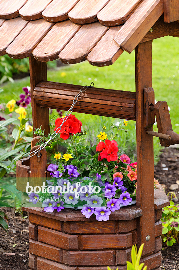 484341 - Zauberglöckchen (Calibrachoa), Zweizahn (Bidens) und Pelargonie (Pelargonium) in einem Holzbrunnen