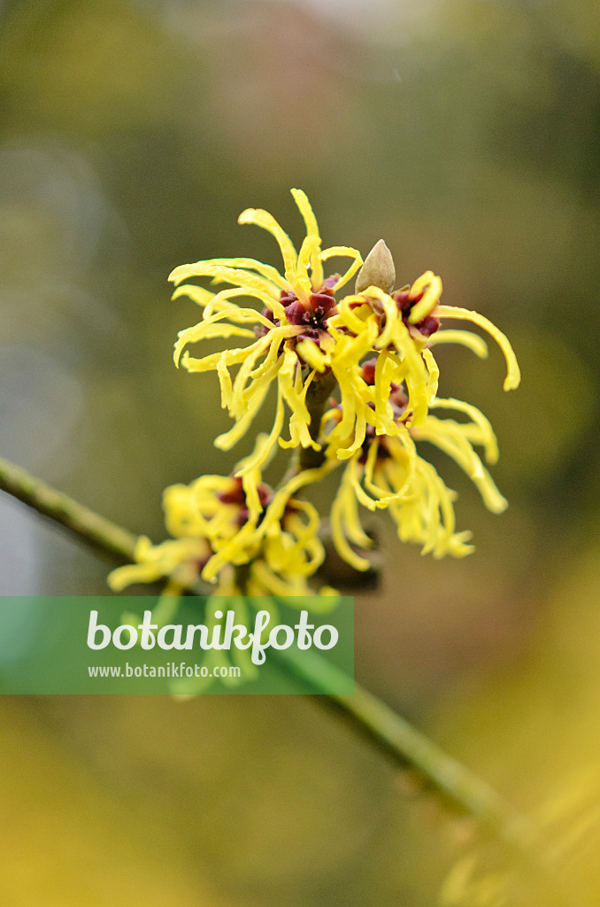 553030 - Zaubernuss (Hamamelis x intermedia 'Amanon')