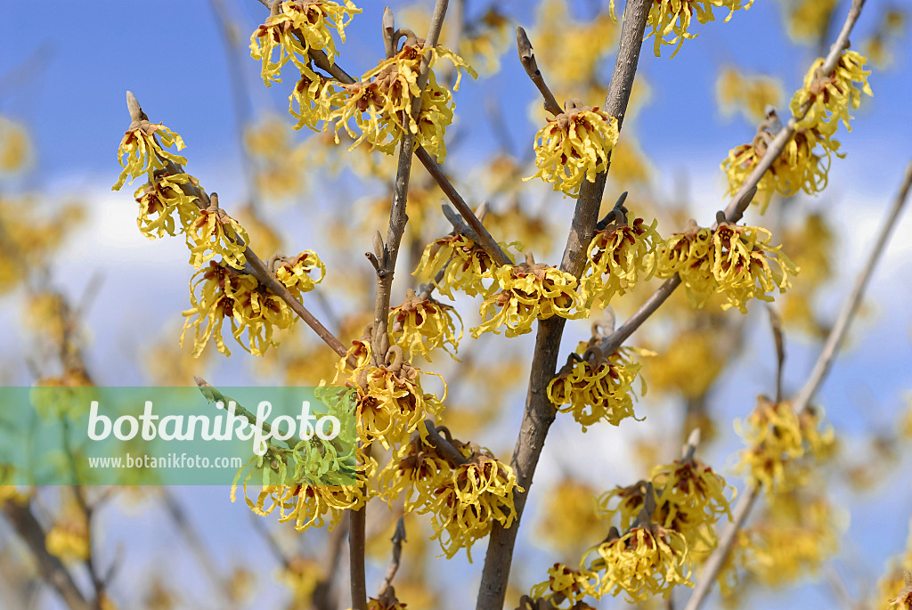 471389 - Zaubernuss (Hamamelis x intermedia 'Arnold Promise')