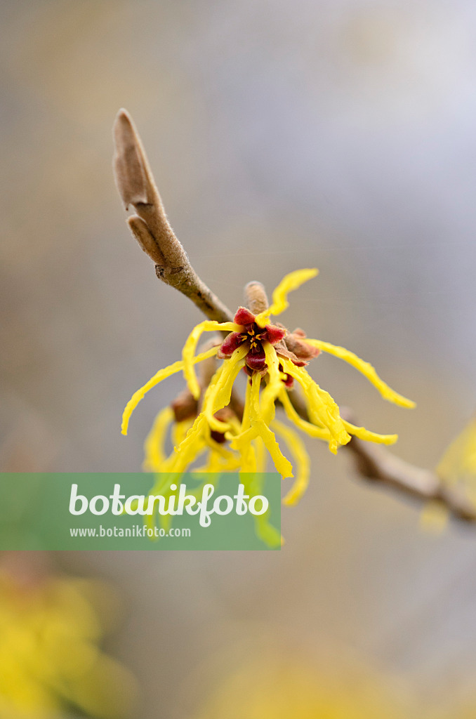 529143 - Zaubernuss (Hamamelis x intermedia 'Arnold Promise')