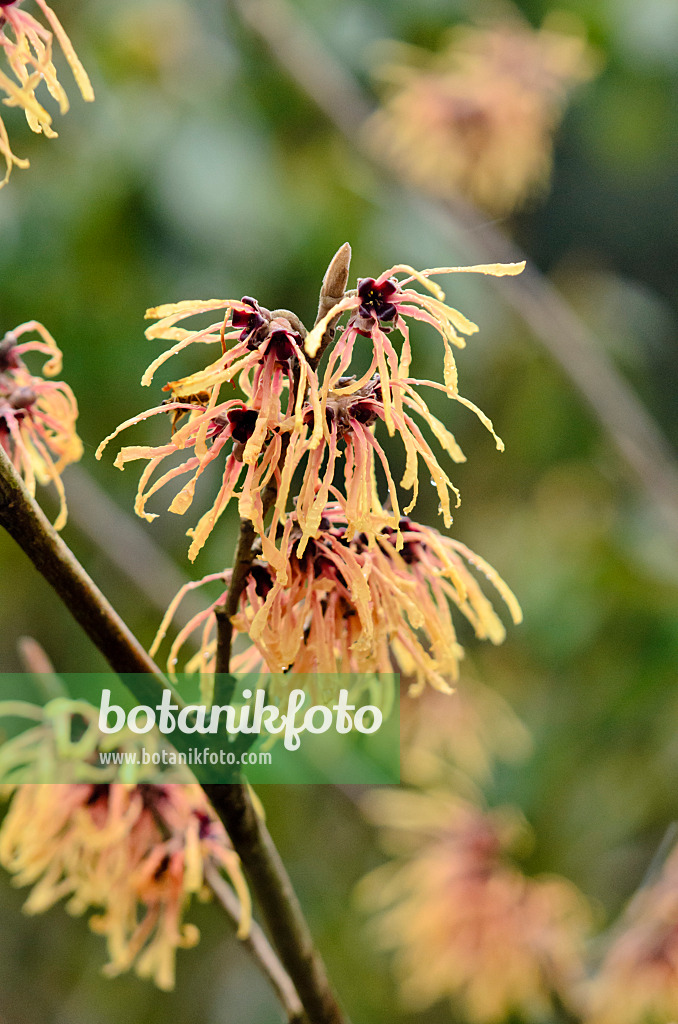 553031 - Zaubernuss (Hamamelis x intermedia 'Aurora')