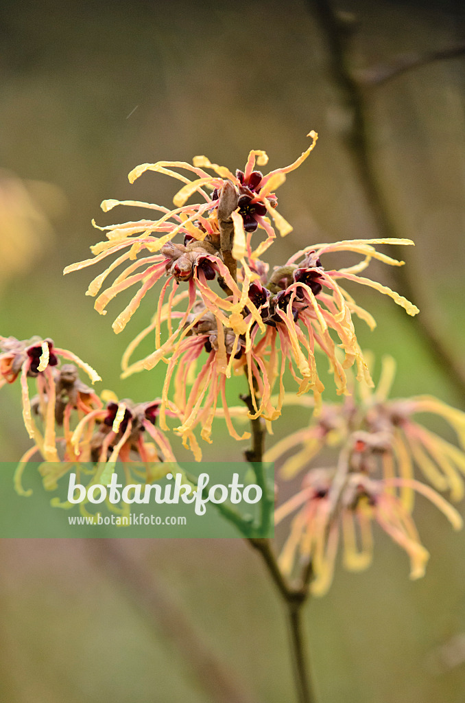 553032 - Zaubernuss (Hamamelis x intermedia 'Aurora')