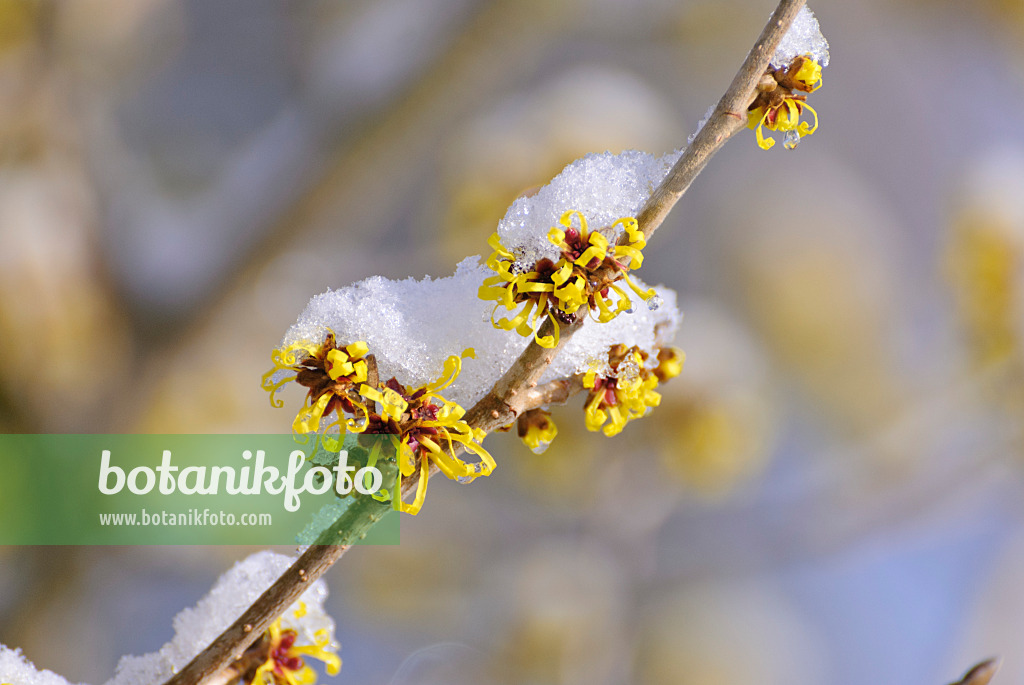 488151 - Zaubernuss (Hamamelis x intermedia 'Barmstedt Gold')