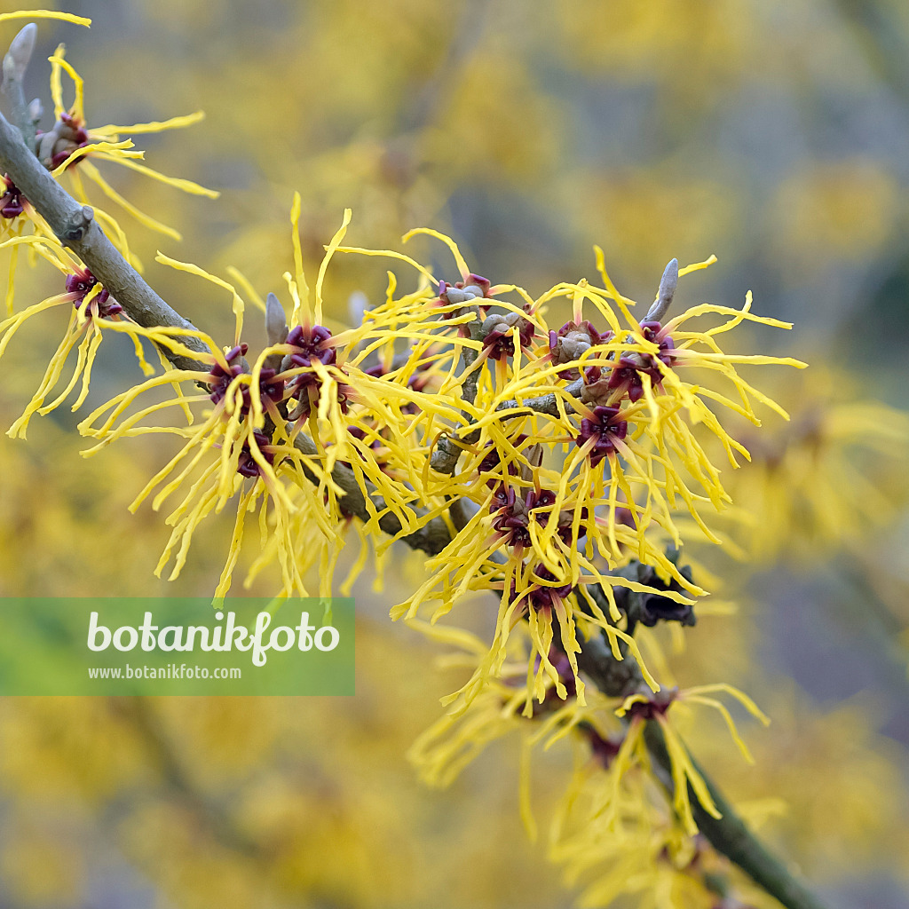 490063 - Zaubernuss (Hamamelis x intermedia 'Barmstedt Gold')