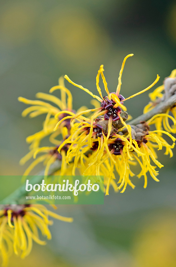 529102 - Zaubernuss (Hamamelis x intermedia 'Barmstedt Gold')