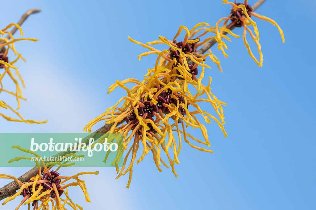 616225 - Zaubernuss (Hamamelis x intermedia 'Bernstein')