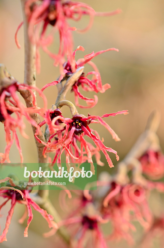 553073 - Zaubernuss (Hamamelis x intermedia 'Carmine Red')