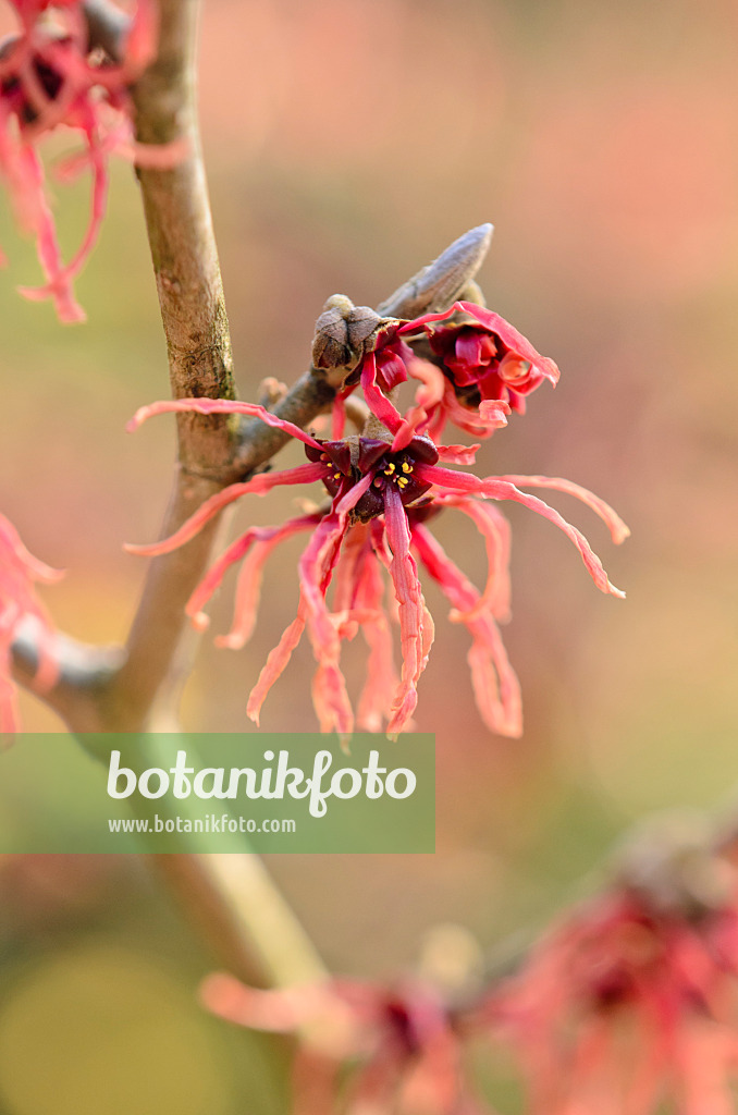 553074 - Zaubernuss (Hamamelis x intermedia 'Carmine Red')