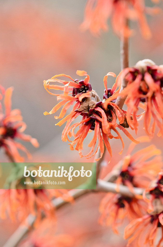 529066 - Zaubernuss (Hamamelis x intermedia 'Diane')