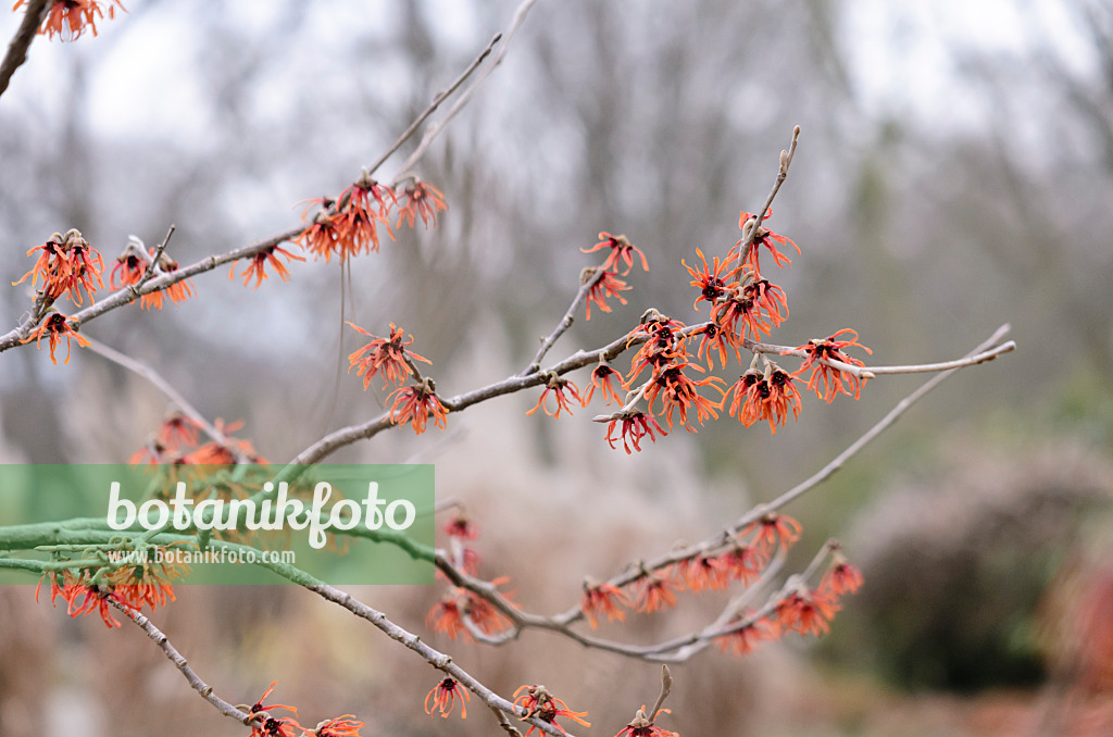 529068 - Zaubernuss (Hamamelis x intermedia 'Diane')