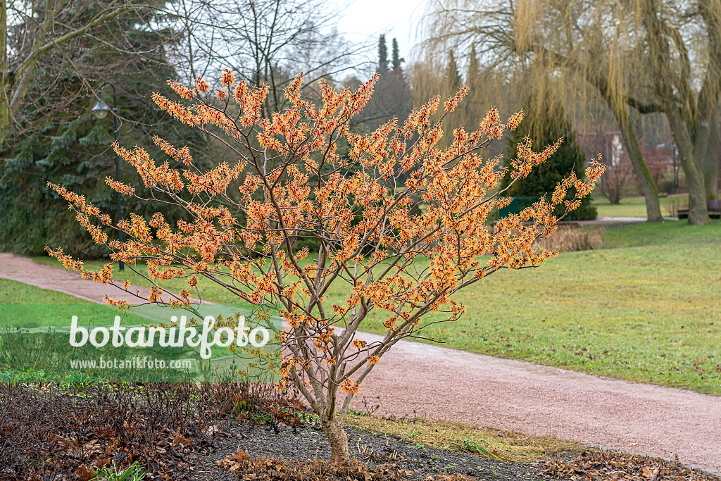 616226 - Zaubernuss (Hamamelis x intermedia 'Jelena')