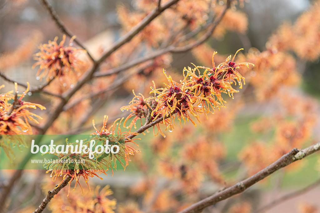 616227 - Zaubernuss (Hamamelis x intermedia 'Jelena')